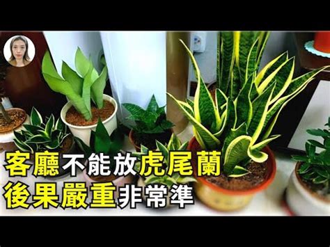 棒葉虎尾蘭風水|【擺放虎尾蘭風水】虎尾蘭擺放風水招財避厄，居家必備植物